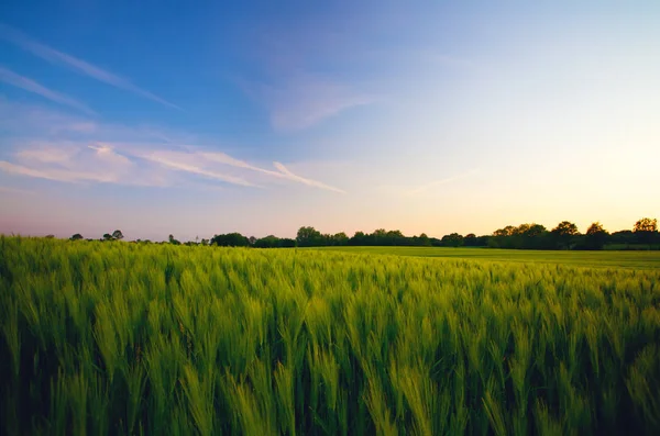 Sonnenuntergang Über Grünem Feld — Stockfoto