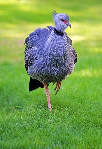 Yakalı Kuş Chauna Torquata — Stok fotoğraf