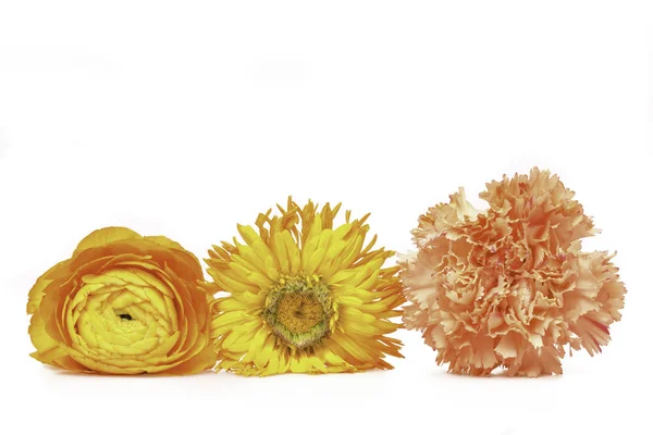白い背景の前に3つの異なる花の黄色の花シリーズの花 — ストック写真