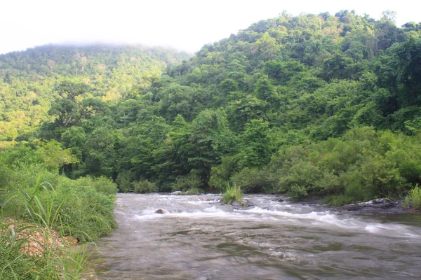 River in deep forest, river in evergreen forest in Thailand