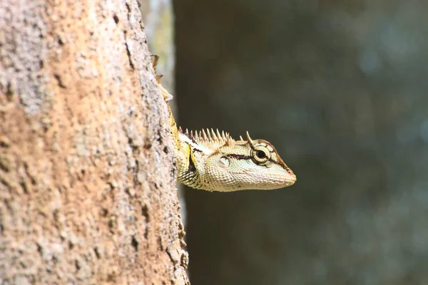 Primer Plano Lagarto Hábitat Concepto Salvajismo —  Fotos de Stock