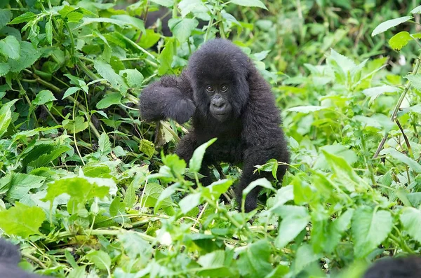 Jeune Gorille Montagne Gorilla Beringei Beringei — Photo