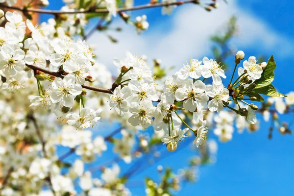 Fleurs Cerisier Fleurs Sur Arbre — Photo