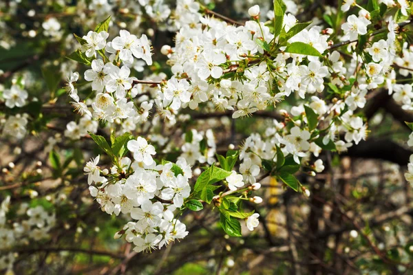 Cherry Blossoms Tree Flowers Spring — Stock Photo, Image