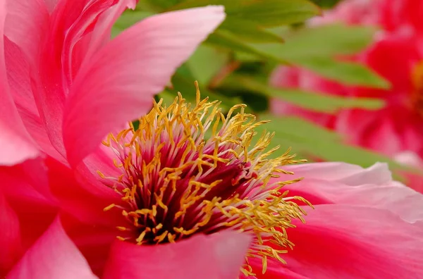Close View Beautiful Blooming Flowers — Stock Photo, Image
