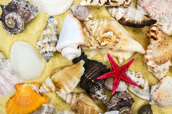 Marine Shells Summer Seashell — Stock Photo, Image