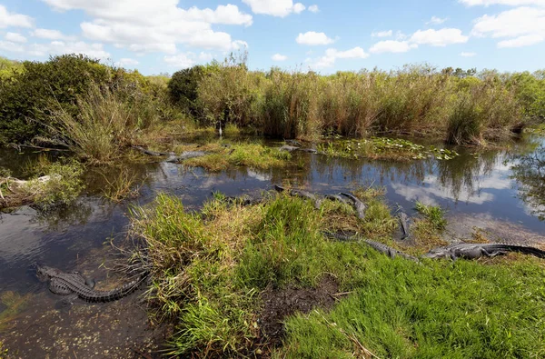 Alligatori Nelle Everglades — Foto Stock