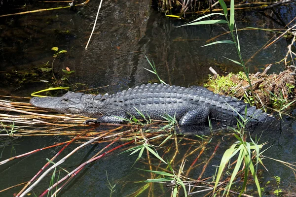Alligator Everglades — Stock Photo, Image