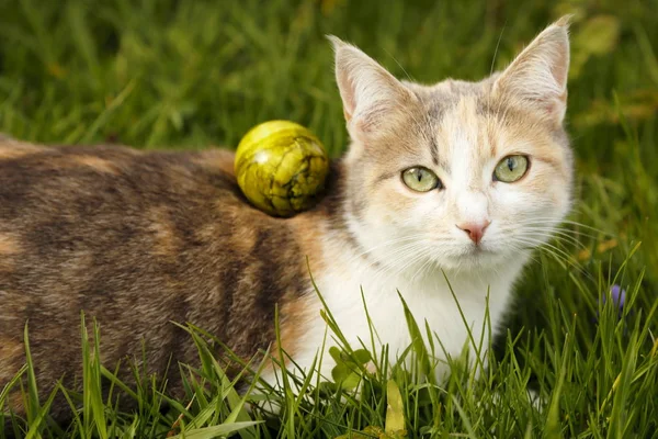 Lovely Cute Domestic Cat — Stock Photo, Image