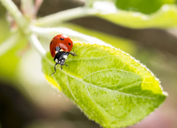 Closeup View Cute Ladybug Insect — Stock Photo, Image