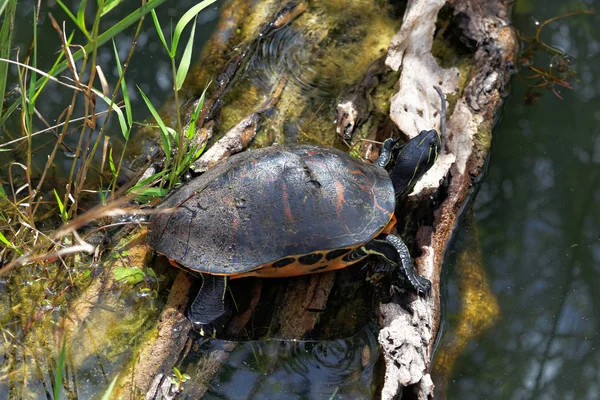 Florida Rödmagad Sköldpadda — Stockfoto