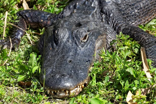 Cocodrilo Los Everglades — Foto de Stock