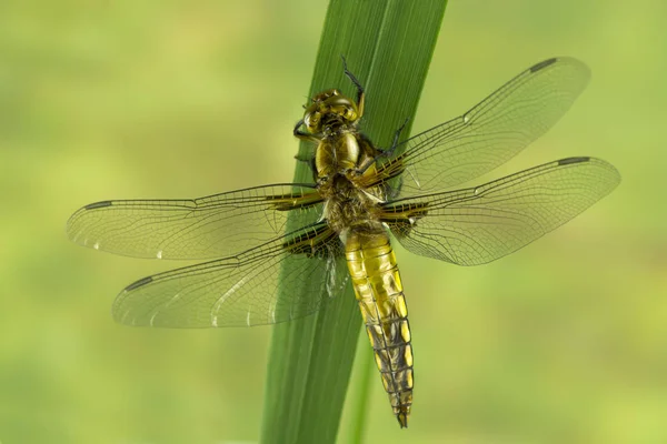 Dragonfly Insect Small Bug Wings Nature — Stock Photo, Image