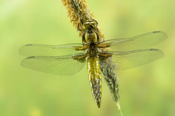 Vážný Hmyz Flóra Fauna — Stock fotografie