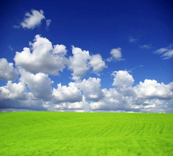 Fält Bakgrund Den Blå Himlen — Stockfoto