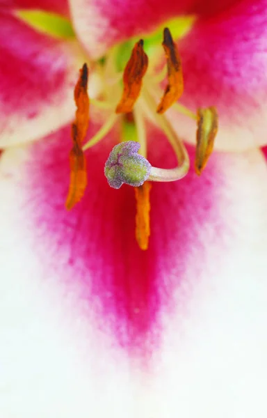 Красивый Красный Лиловый Цветок — стоковое фото