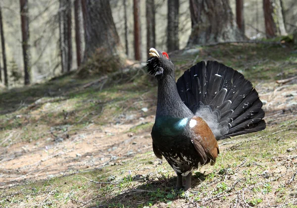 Vacker Utsikt Över Majestätiska Alperna Landskap — Stockfoto