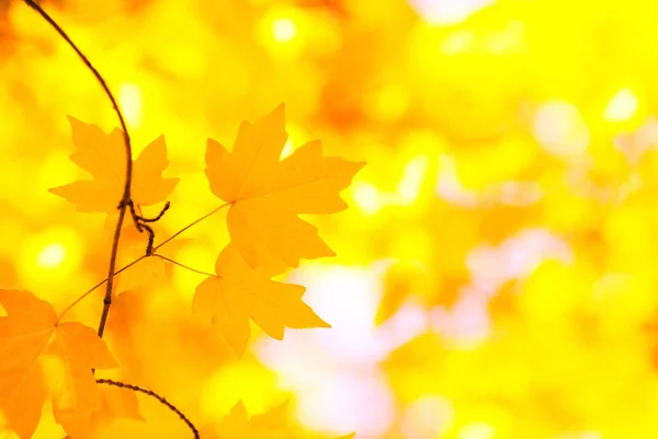 Фон Осенних Листьев Солнечный День — стоковое фото