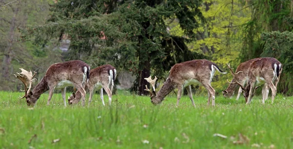 Faune Naturelle Faune Des Cerfs — Photo