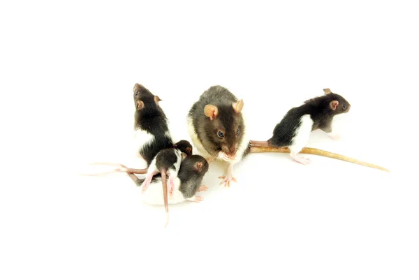 Funny Rat Isolated White Background — Stock Photo, Image