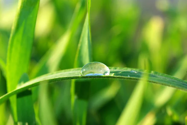 Goutte Rosée Sur Brin Herbe — Photo