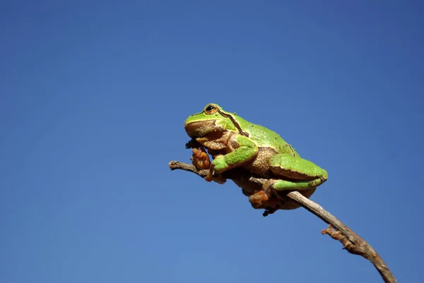 Groene Kikker Amfibiedier Fauna — Stockfoto