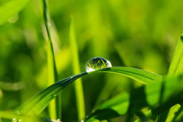 Wet Foliage Green Grass Leaves Raindrops — Stock Photo, Image