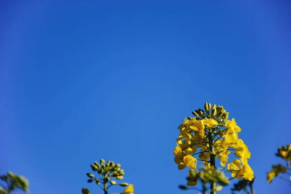 Closeup Uma Flor Canola Céu Azul — Fotografia de Stock