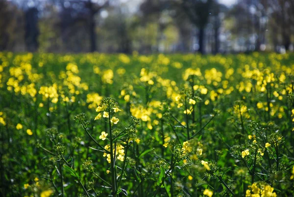 Szczegóły Pola Kwiatu Rzepaku — Zdjęcie stockowe