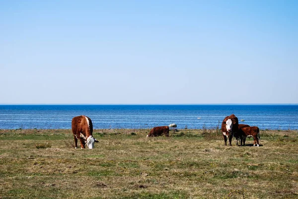 Grazing Gado Primavera Pela Costa Ilha Sueca Olândia — Fotografia de Stock