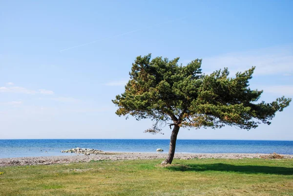 Lone Pine Tree Coast Swedish Island Oland — Stock fotografie