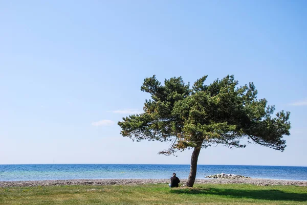 Person Sitting Lone Pine Tree Coast Swedish Island Oland — Stock Photo, Image