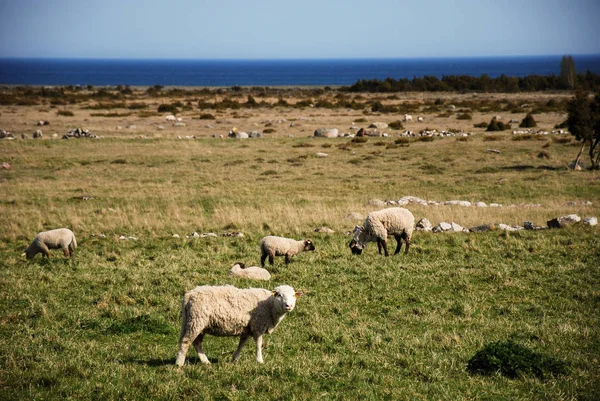 Pastorear Ovejas Paisaje Costero Isla Sueca Oland Una Herencia Mundo — Foto de Stock