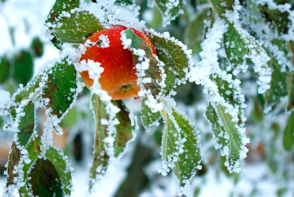 Uma Maçã Inverno — Fotografia de Stock