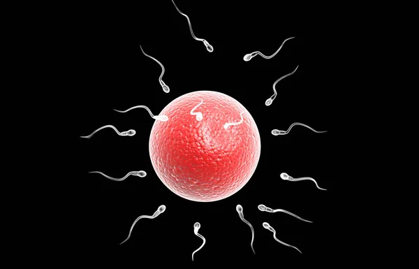 Spermatozoi Ovociti Sfondo Isolato — Foto Stock