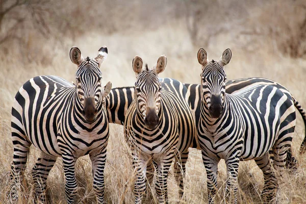 Black White Zebras Animals — Stock Photo, Image