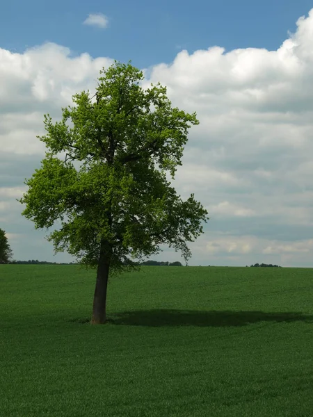 Einsamer Baum Auf Dem Feld — Stockfoto