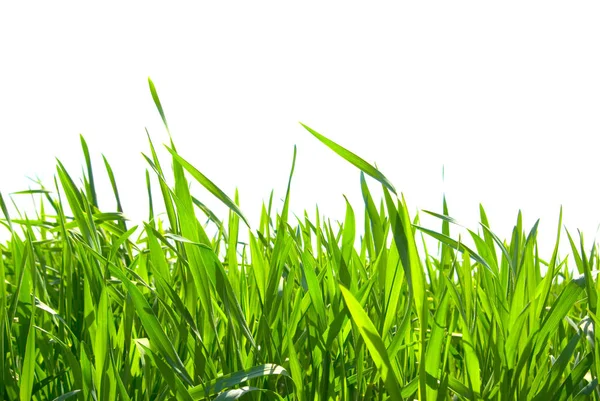 Isolated Green Grass White Background — Stock Photo, Image