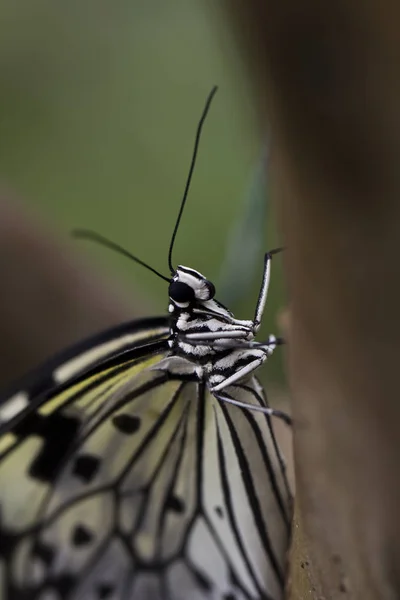 Cierre Árbol Ninfa Mariposa Nymphalidae Mariposa — Foto de Stock