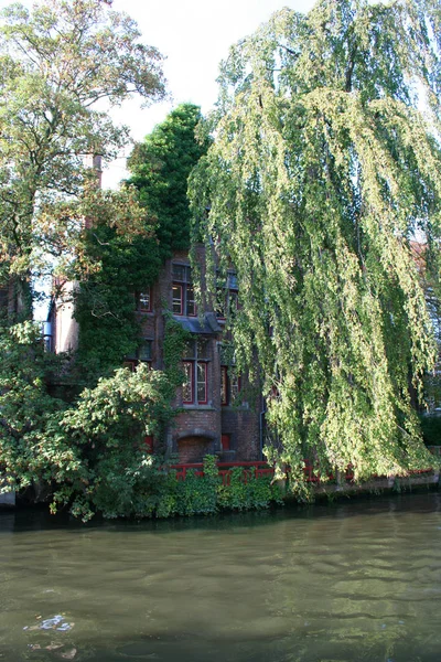 Tree River Photo Taken Bruge Brussels — Stock Photo, Image