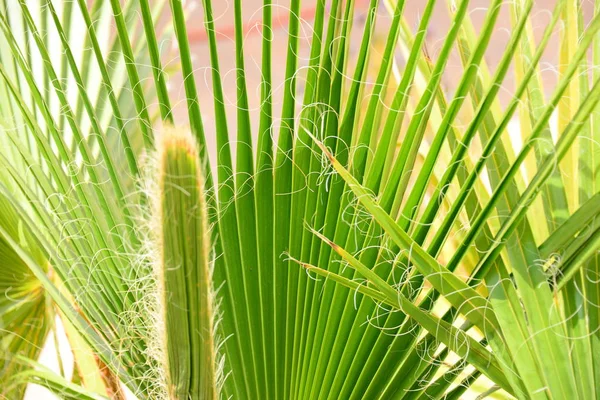 Palmblad Flora Naturen Miljö — Stockfoto