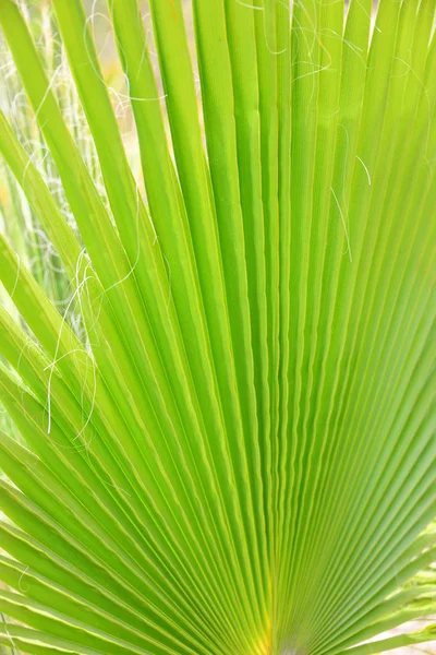 Feuilles Palmier Flore Dans Nature Environnement — Photo