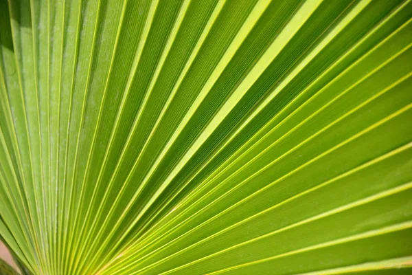 Feuilles Palmier Flore Dans Nature Environnement — Photo