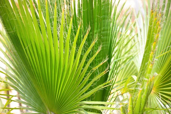 Palmiye Yaprakları Bitki Örtüsü Çevre — Stok fotoğraf