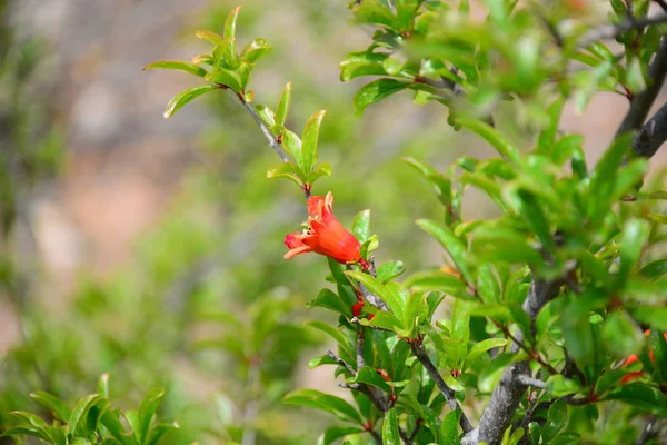 Granatapfelblüte Obstbaumblüte — Stockfoto