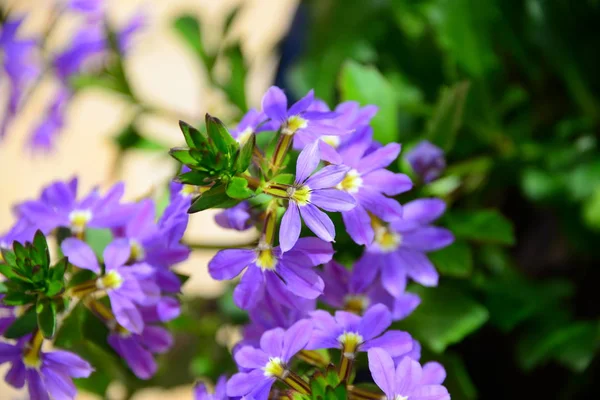 Belle Vue Sur Les Fleurs Printemps — Photo