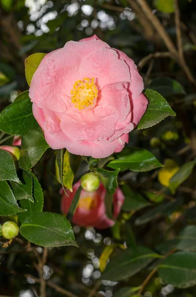 Camellia Flower Bloom Flora — Stock Photo, Image