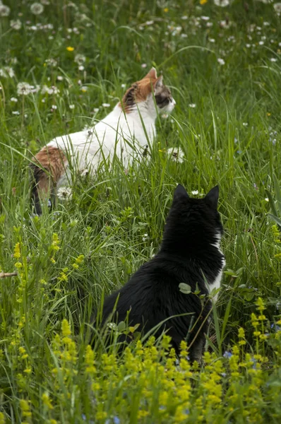 Két Macska Vidéki Tavaszi Réten Napsütésben — Stock Fotó