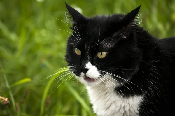 Czarno Biały Kot Zbliżenie Tło Wiejski — Zdjęcie stockowe