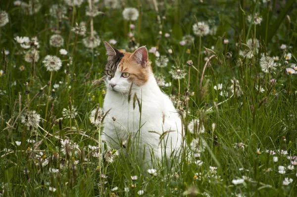 Kot Wśród Trawy Roślin Łące Wiosennej — Zdjęcie stockowe